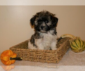 Medium Havanese