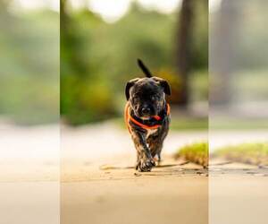 Gunner - Male Mutt Dog for Adoption - Photo #4