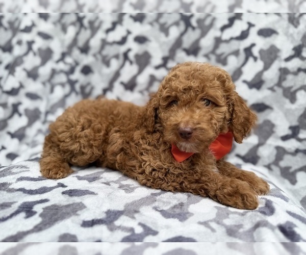 Medium Photo #2 Cock-A-Poo Puppy For Sale in LAKELAND, FL, USA