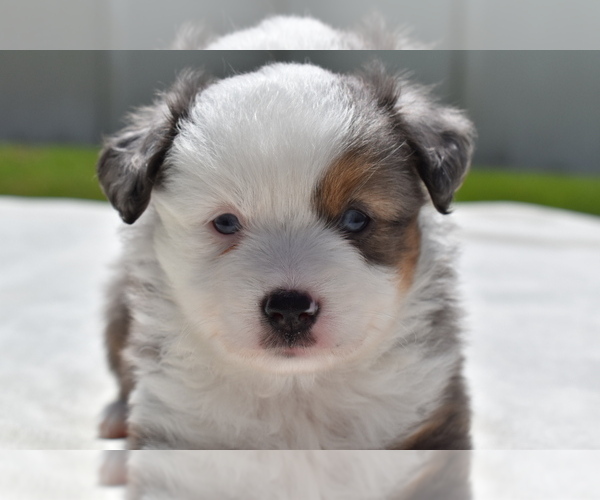 Medium Photo #1 Miniature Australian Shepherd Puppy For Sale in PALM COAST, FL, USA