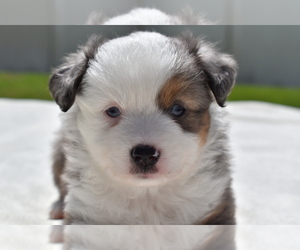 Miniature Australian Shepherd Puppy for sale in PALM COAST, FL, USA