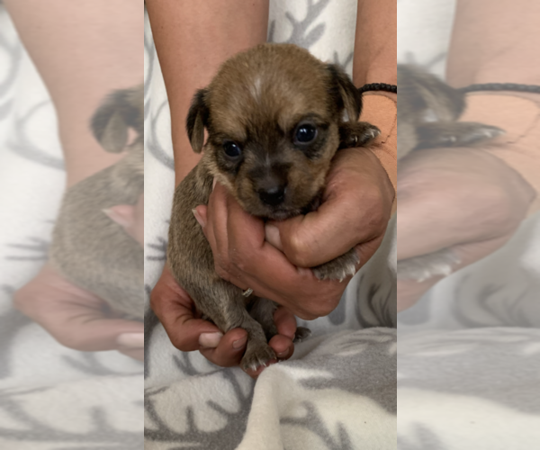 Medium Photo #3 Cheenese Puppy For Sale in SALEM, NH, USA