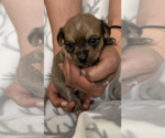 Small Photo #3 Cheenese Puppy For Sale in SALEM, NH, USA