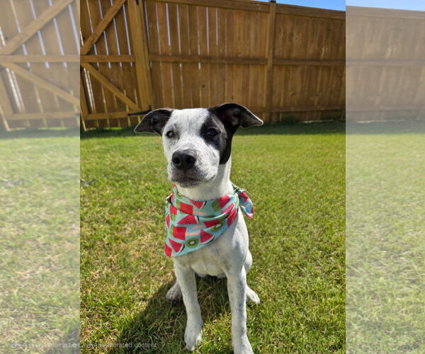 Medium Photo #1 Mutt Puppy For Sale in Holly Springs, NC, USA