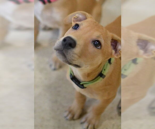 Medium Photo #1 Mutt Puppy For Sale in Germanton, TN, USA