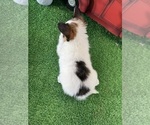 Small #3 Papillon