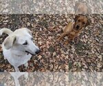 Small #4 Coonhound Mix