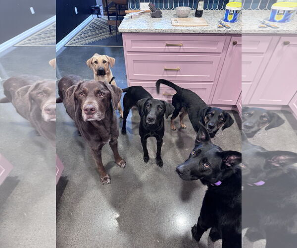 Medium Photo #6 Labrador Retriever-Unknown Mix Puppy For Sale in Greenville, SC, USA