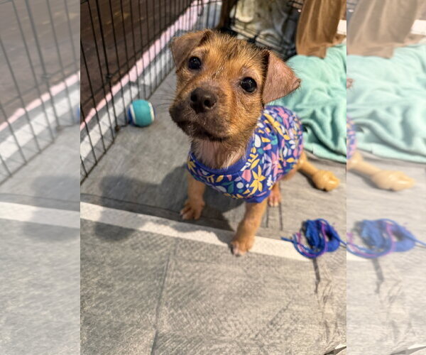 Medium Photo #2 German Shepherd Dog-Unknown Mix Puppy For Sale in The Woodlands, TX, USA