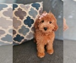 Small #3 Goldendoodle