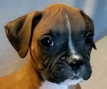 Small Photo #1 Boxer Puppy For Sale in SLATON, TX, USA