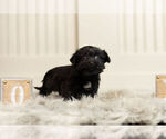 Small Photo #5 YorkiePoo Puppy For Sale in WARSAW, IN, USA