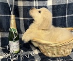 Small Photo #16 English Cream Golden Retriever Puppy For Sale in DEARBORN, MO, USA