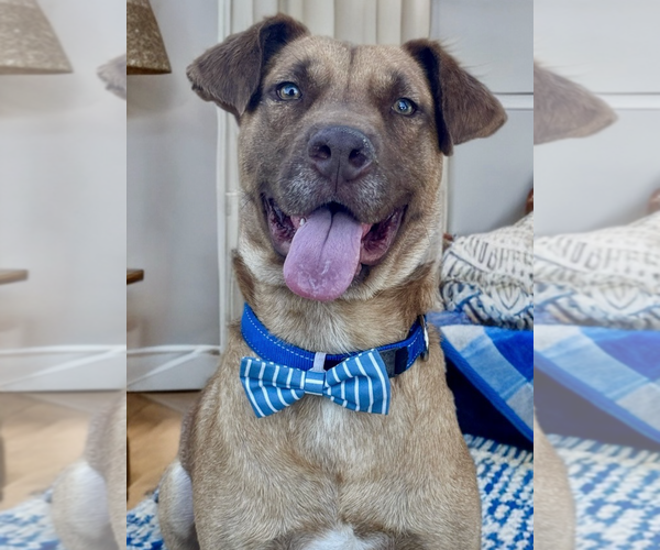 Medium Photo #1 Labrador Retriever-Retriever  Mix Puppy For Sale in Newport Beach, CA, USA
