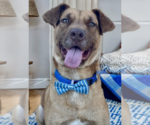 Small Labrador Retriever-Retriever  Mix