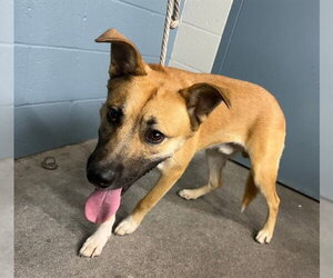 Siberian Husky-Unknown Mix Dogs for adoption in Downey, CA, USA