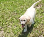 Small #3 English Cream Golden Retriever