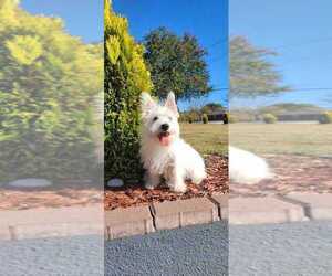 West Highland White Terrier Puppy for sale in MORRISON, TN, USA