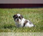 Puppy Max Shih Tzu