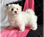 Small #5 Maltese