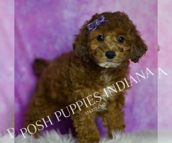 Medium Photo #1 Poodle (Toy) Puppy For Sale in WARSAW, IN, USA