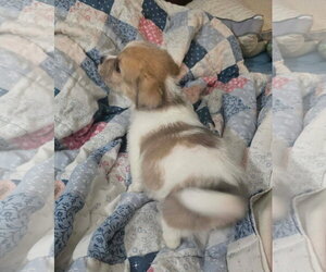 Avani- the A Litter - Female Cairn Terrier-Unknown Mix Dog for Adoption - Photo #4
