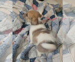 Small Photo #4 Cairn Terrier-Unknown Mix Puppy For Sale in Oakhurst, NJ, USA