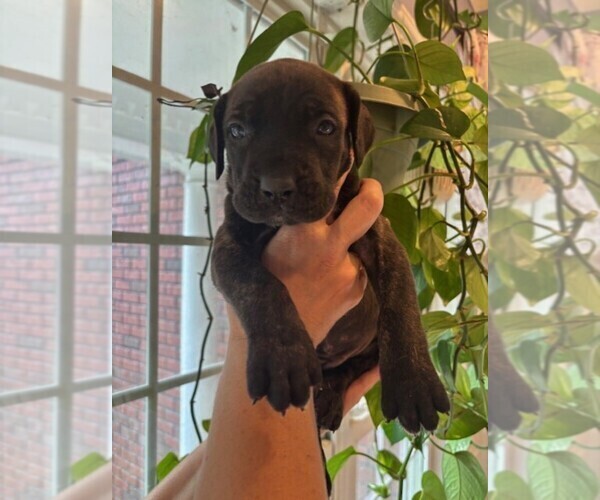 Medium Photo #3 Cane Corso Puppy For Sale in FAYETTEVILLE, NC, USA