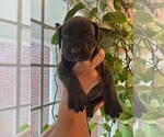 Small #2 Cane Corso