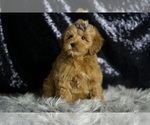 Small #2 Goldendoodle (Miniature)