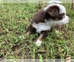 Small #2 Miniature Australian Shepherd