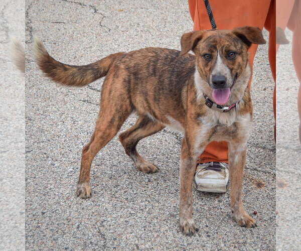 Medium Photo #2 Catahoula Leopard Dog-Unknown Mix Puppy For Sale in Huntley, IL, USA