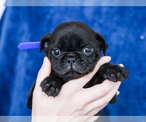 Jug-Pug Mix Puppy for sale in LIBERTY, KY, USA