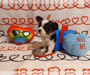 Chihuahua Puppy for Sale in DUNDALK, Maryland USA