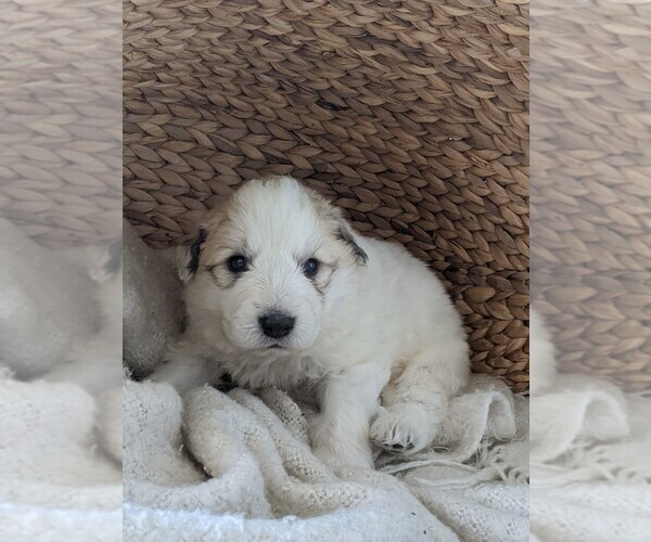 Medium Photo #16 Great Pyrenees Puppy For Sale in FALCON, CO, USA