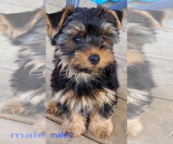 Medium Photo #1 Yorkshire Terrier Puppy For Sale in CONKLIN, NY, USA