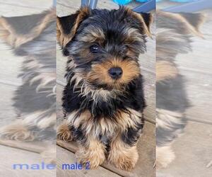 Yorkshire Terrier Puppy for sale in CONKLIN, NY, USA
