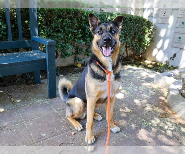 Medium Photo #3 German Shepherd Dog-Unknown Mix Puppy For Sale in Pasadena, CA, USA