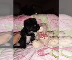 Small Photo #3 Chorkie Puppy For Sale in KANNAPOLIS, NC, USA