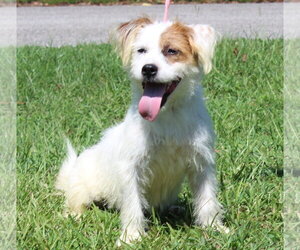 Biscuit 44283 - Male Mutt Dog for Adoption - Photo #4