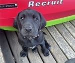 Puppy Cappy German Shorthaired Lab
