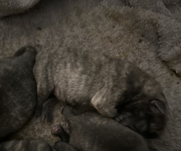 Medium Photo #10 Pug Puppy For Sale in TROY, MO, USA
