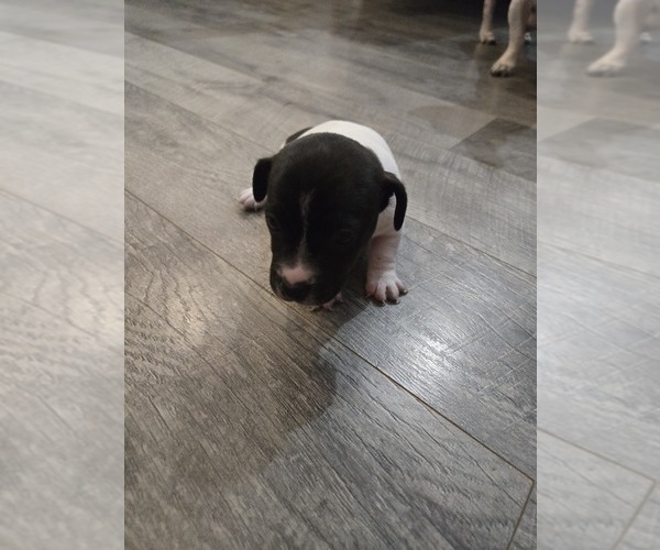 Medium Photo #1 Jack Russell Terrier Puppy For Sale in LEE, FL, USA