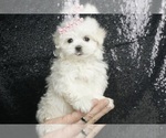 Small Photo #1 Maltese Puppy For Sale in WARSAW, IN, USA