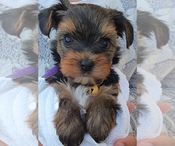 Medium Photo #1 Yorkshire Terrier Puppy For Sale in CHINO, CA, USA