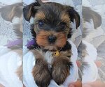 Small Photo #1 Yorkshire Terrier Puppy For Sale in CHINO, CA, USA