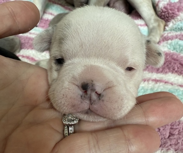 Medium Photo #2 French Bulldog Puppy For Sale in GEORGETOWN, KY, USA