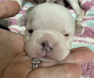 Medium French Bulldog