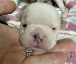 Puppy White female French Bulldog