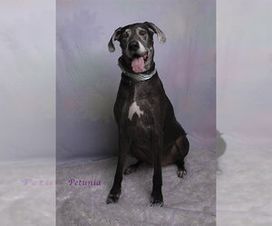 Great Dane Dogs for adoption in Riverside, CA, USA